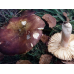 Мицелий Сыроежки лайковой / Сыроежка зелёно-красная (Russula alutacea) Мицелий Сыроежки лайковой / Сыроежка зелёно-красная (Russula alutacea)